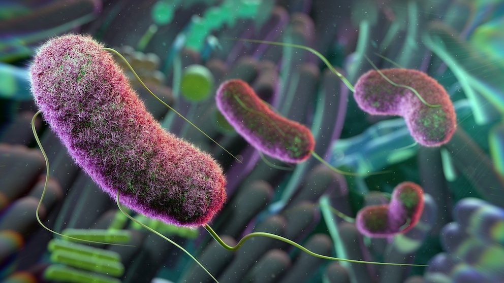 Studie untersuchte den Zusammenhang zwischen Darmbakterien und Alzheimer