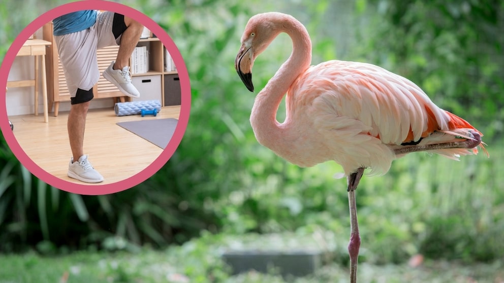 Der Flamingo-Test ist ein Gleichgewichtstest, der etwas über Ihre Sterblichkeit verrät
