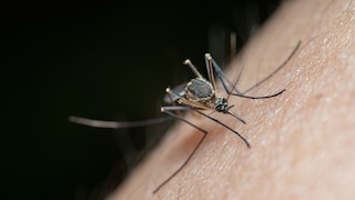 Malaria ist eine der gefährlichsten Infektionskrankheiten und wird durch weibliche Stechmücken übertragen.