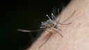 Malaria ist eine der gef&auml;hrlichsten Infektionskrankheiten und wird durch weibliche Stechm&uuml;cken &uuml;bertragen.