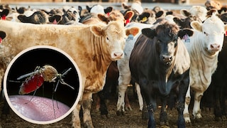Sharmonavirus hat sein erstes Menschenleben in Frankreich gefordert.