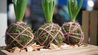 Kokedama ist ein Deko-Trend aus Japan, mit dem man Pflanzen ohne Topf präsentieren kann