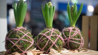 Kokedama ist ein Deko-Trend aus Japan, mit dem man Pflanzen ohne Topf präsentieren kann