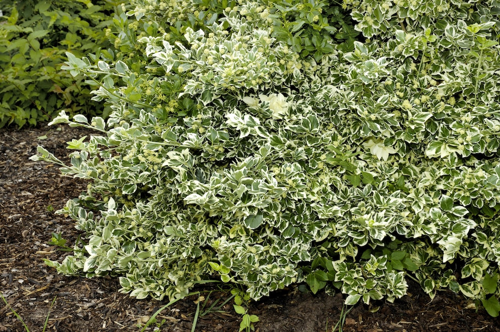 Bodendecker: Kriechspindel (Euonymus fortunei)