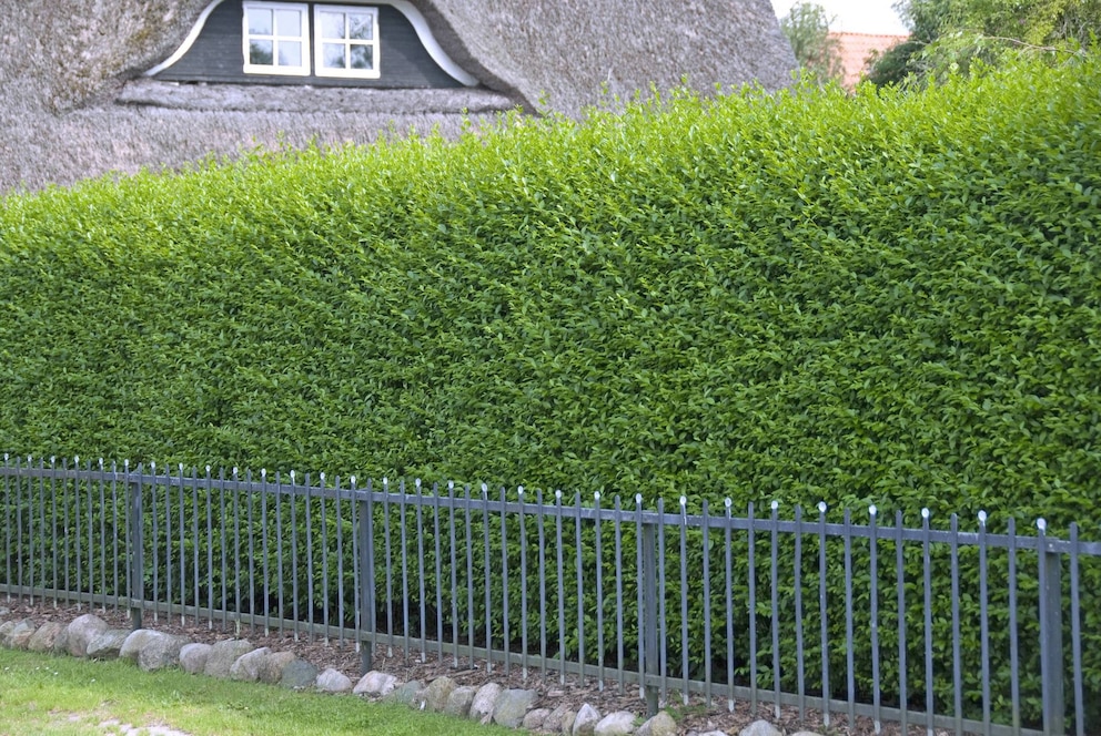 Blickdichte Hecke: Gemeiner Liguster (Ligustrum vulgare)