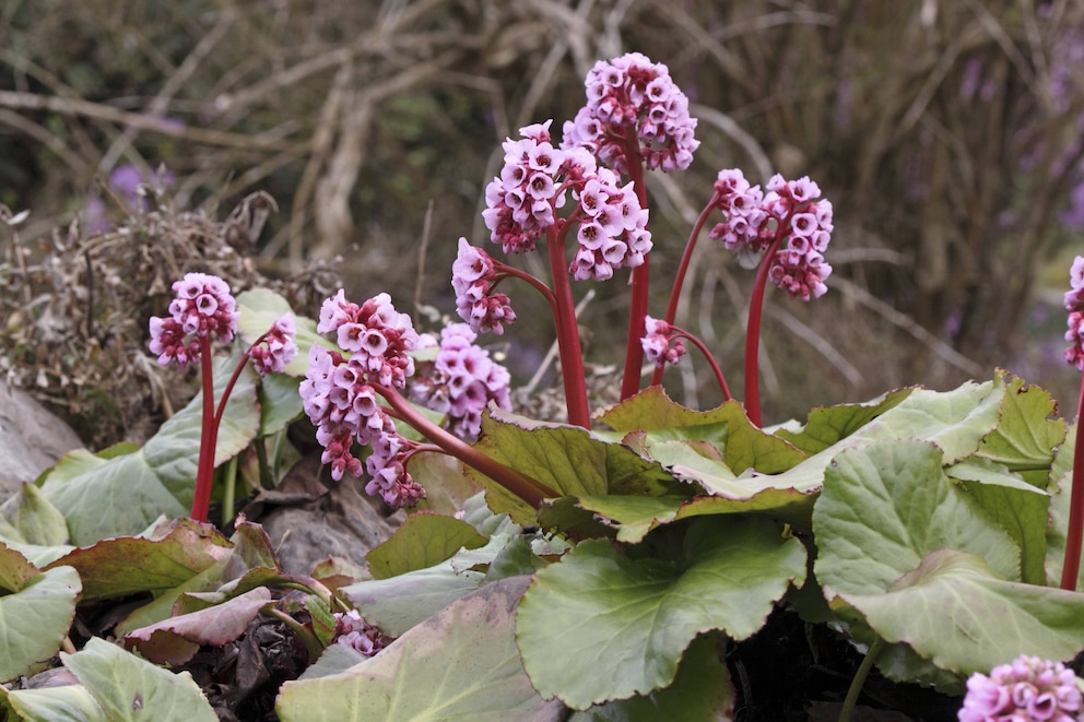 Bodendecker: Die Bergenie (Bergenia)