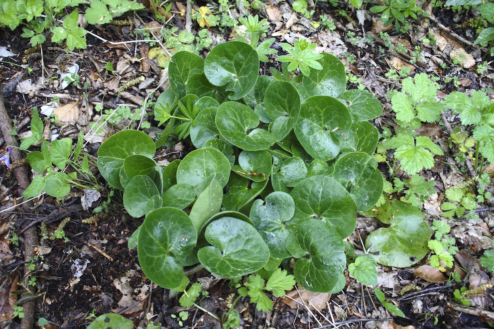 Der Haselwurz (Asarum europaeum)