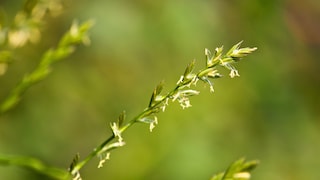 Quecke, Elymus repens