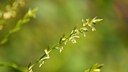 Quecke, Elymus repens