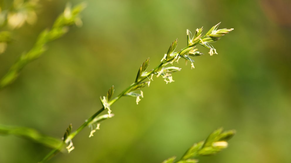 Quecke, Elymus repens