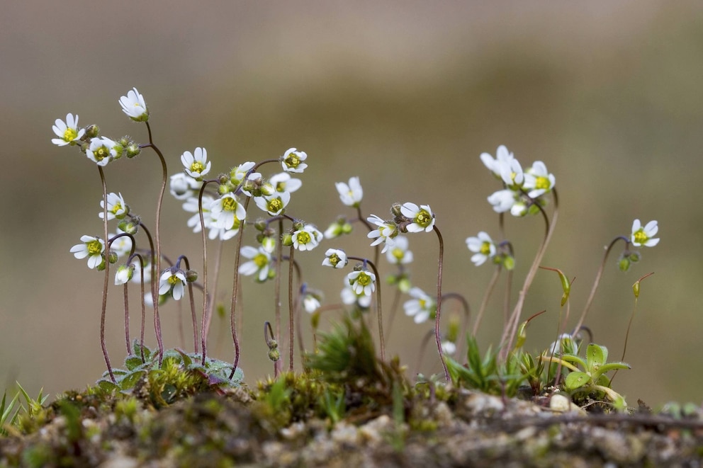 Bodendecker: Das Frühlings-Hungerblümchen, (Erophila verna, Draba verna)