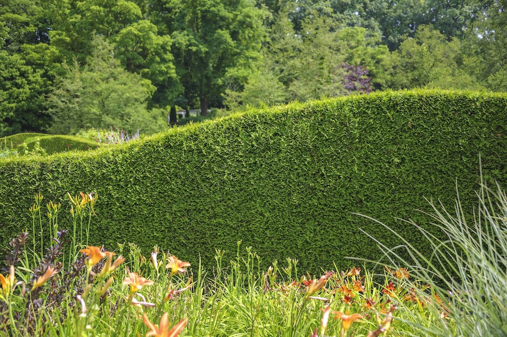 Blickdichte Hecke: Abendlaendischer Lebensbaum, Thuja occidentalis 'Brabant', Thuja occidentalis Brabant