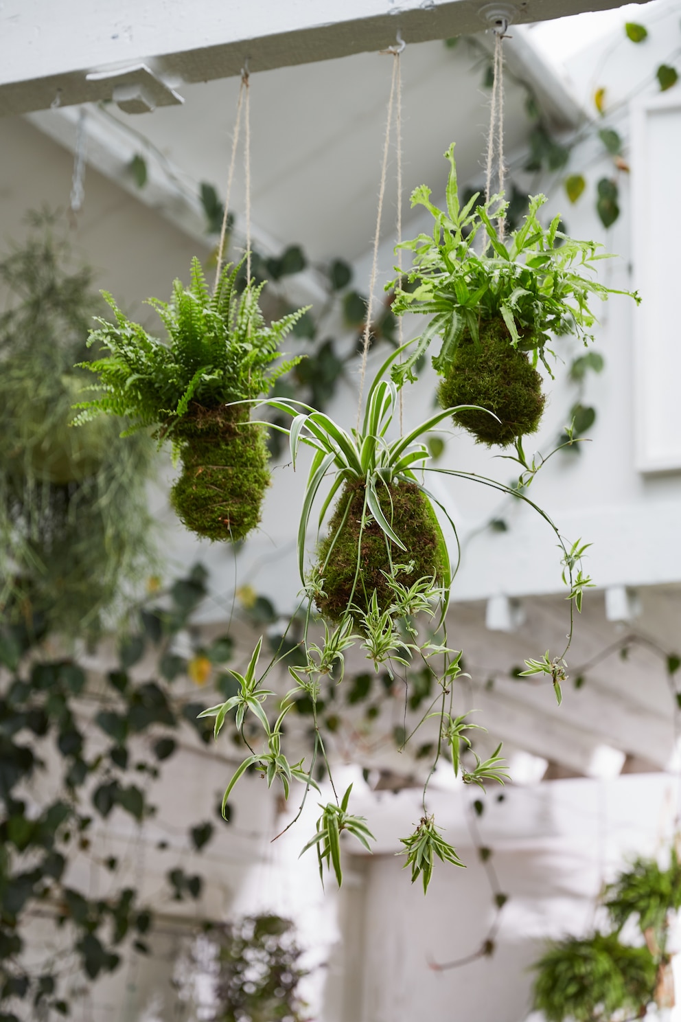Beim Deko-Trend Kokedama können die Pflanzen auch von der Decke hängen