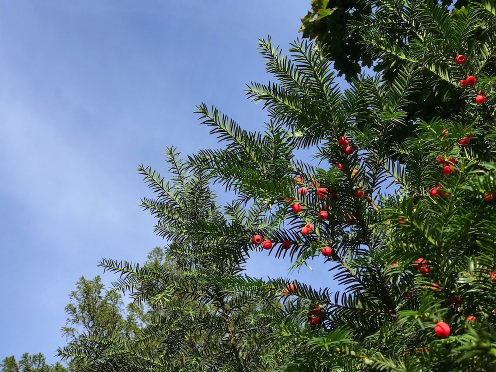 Die Europäische Eibe (Taxus baccata)