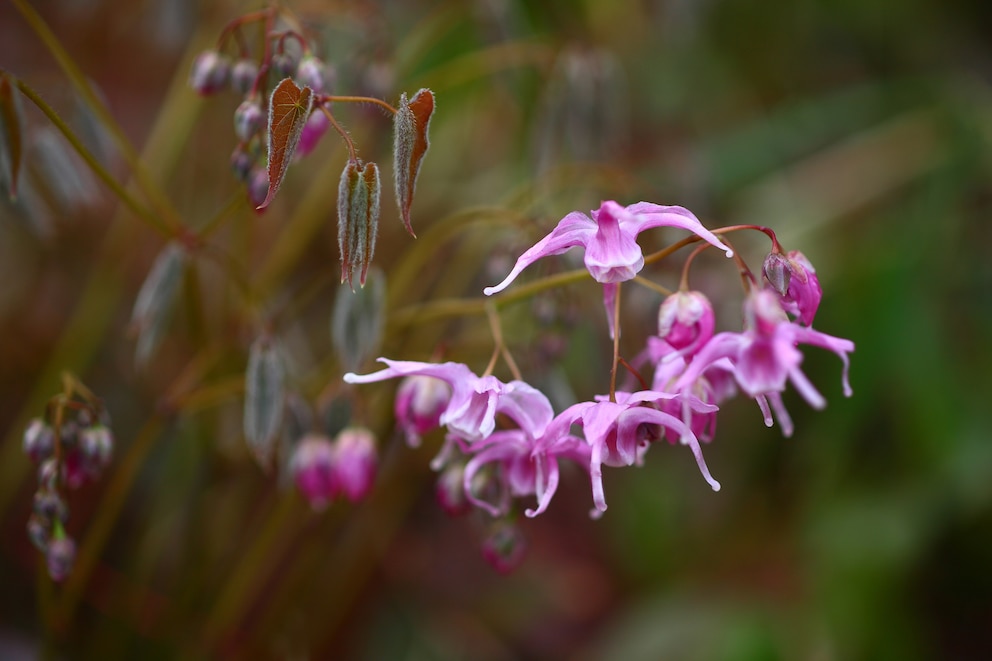 Bodendecker: Elfenblume (Epimedium grandiflorum var. thunbergianum)