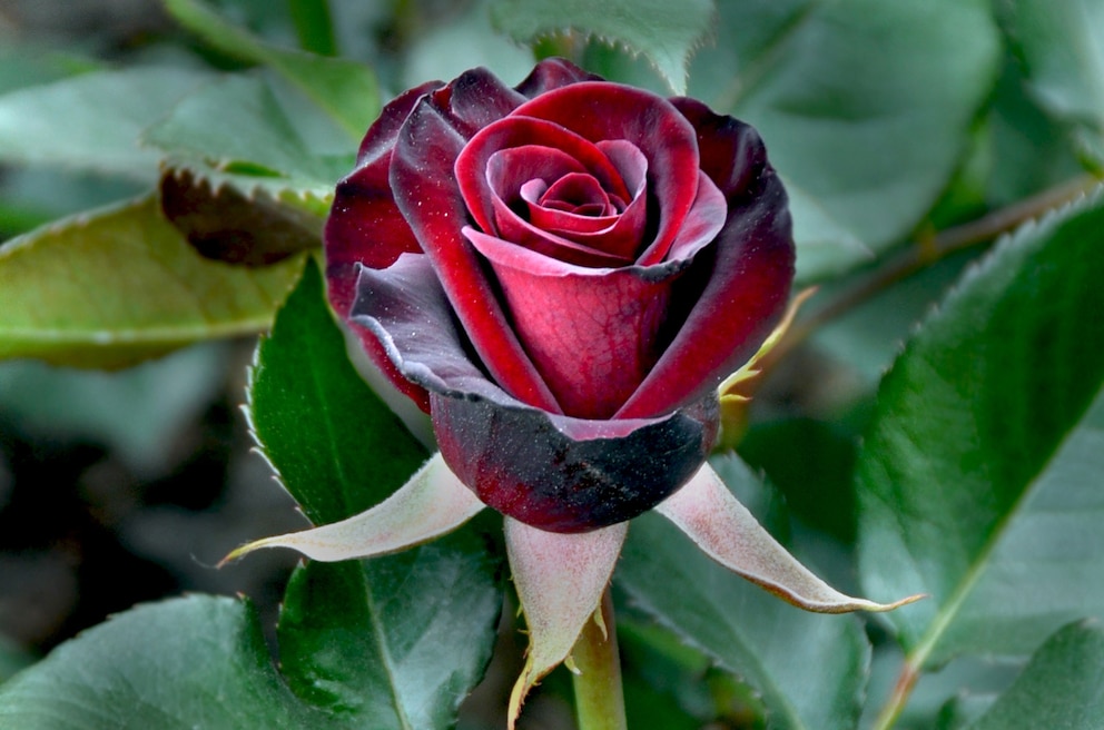 Die Schwarze Rose (auch Schwarze Madonna oder Black Baccara)