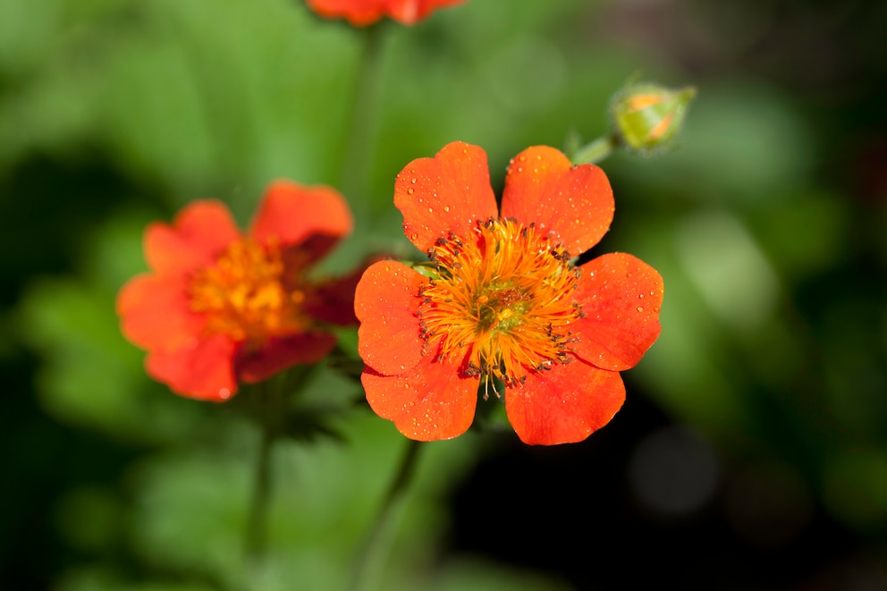 Frühblüher: Nelkenwurz (Guem coccineum)