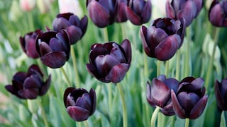 Tulpe (Tulipa) 'Queen of Night'