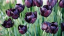 Tulpe (Tulipa) 'Queen of Night'
