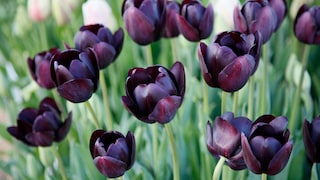 Tulpe (Tulipa) 'Queen of Night'