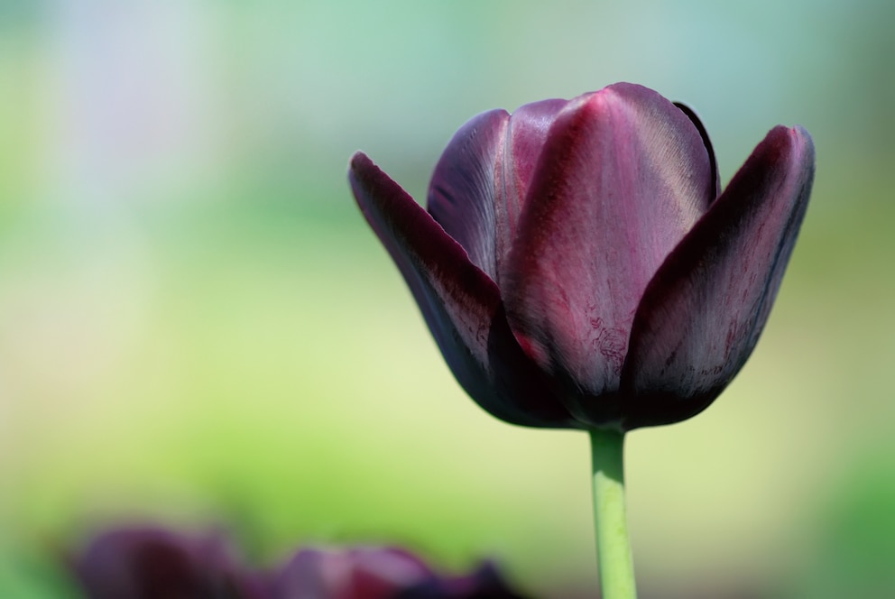 Die „Queen of Night“ (Tulipa)