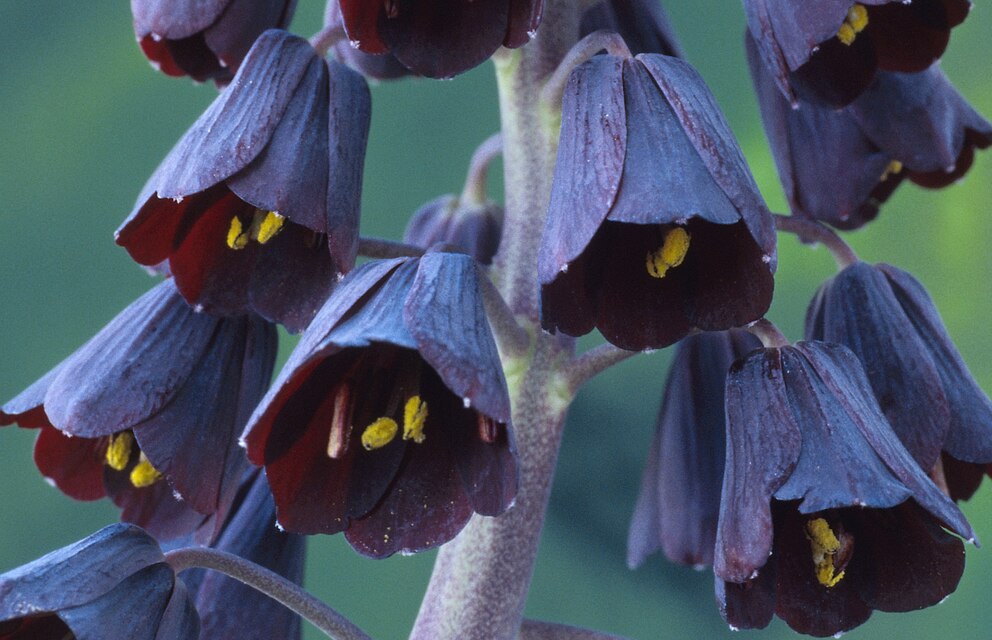 Die Persische Glockenlilie (Fritillaria persica adiyaman)