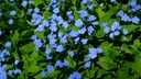Gedenkemein, Omphalodes verna