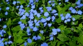 Gedenkemein, Omphalodes verna