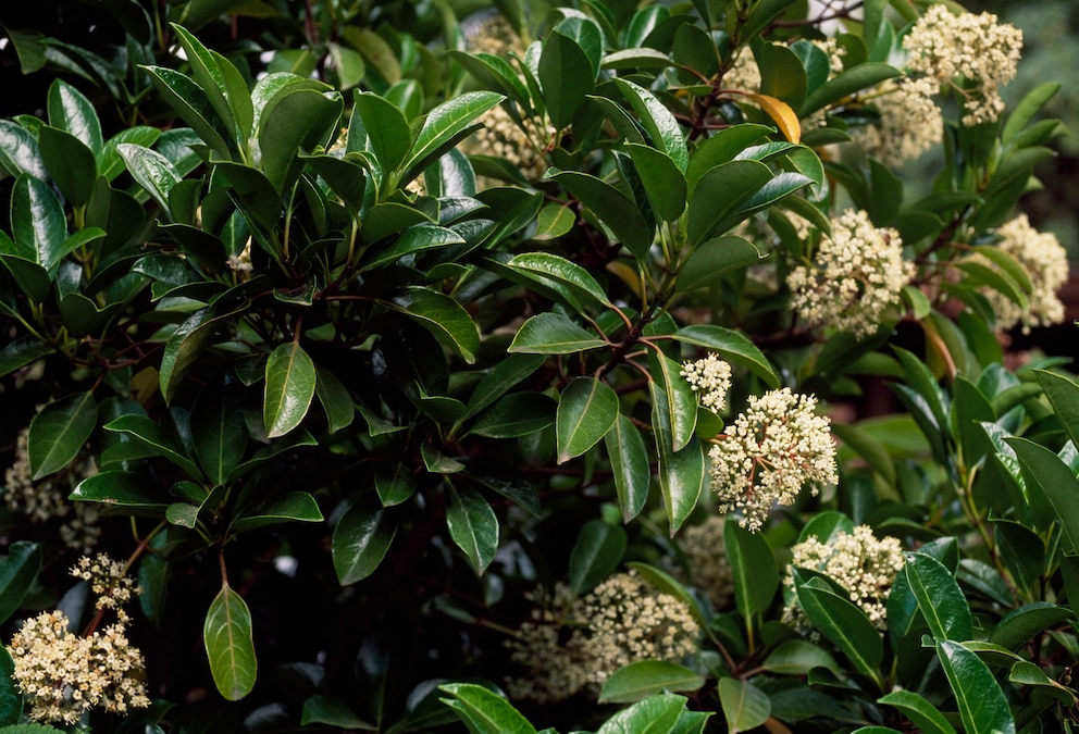 Blickdichte Hecke: Kirschlorbeer (Prunus laurocerasus)