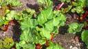 Rhabarber pflanzen im Garten