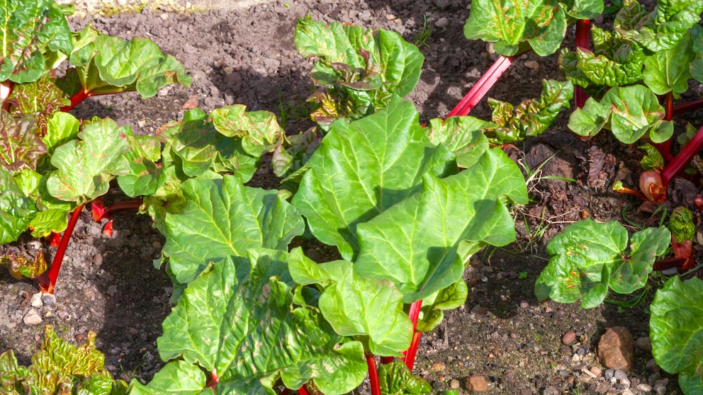 Rhabarber pflanzen im Garten