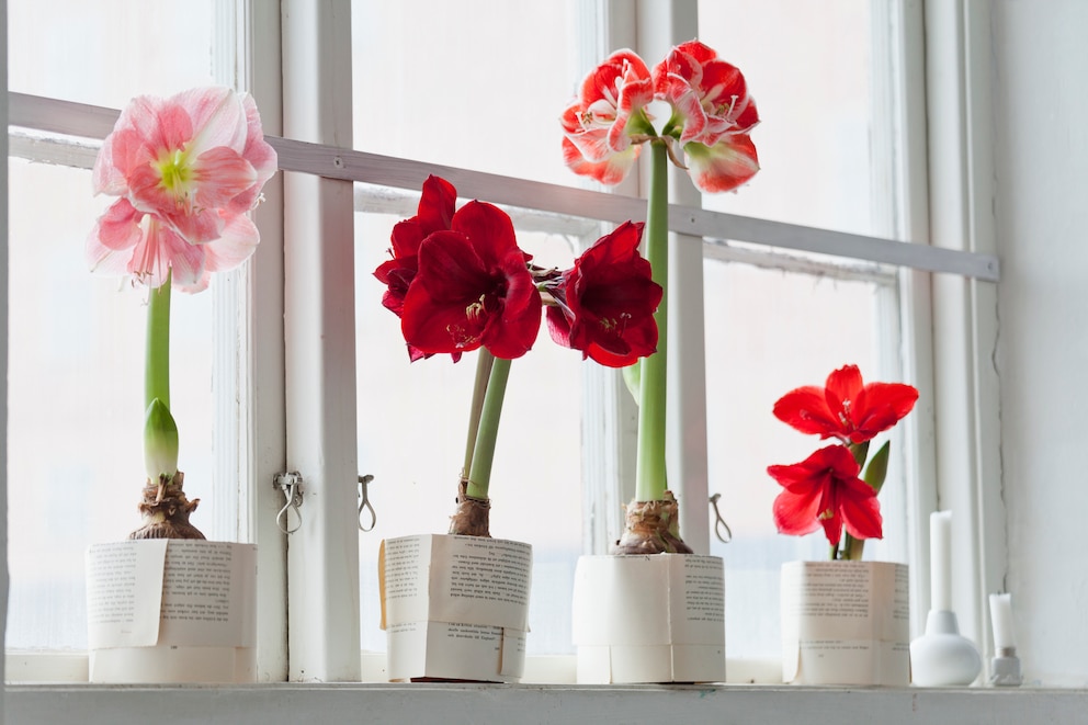 Pflegeleichte Zimmerpflanzen: Amaryllis