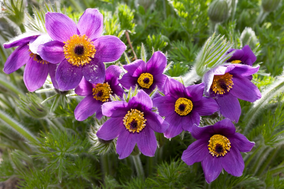 Frühblüher: Gewöhnliche Küchenschelle, Pulsatilla vulgaris