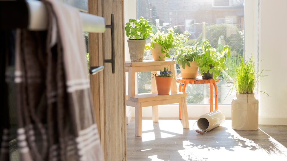 Indoor-Farming: Kräuterecke in der Küche