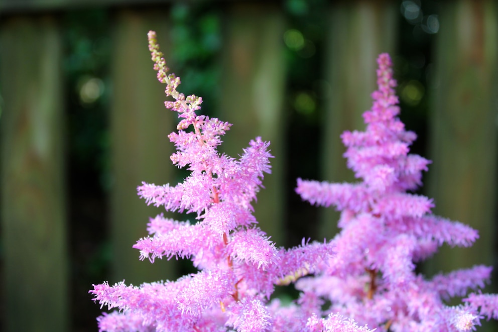 Blühende Schattenpflanzen: Prachtspieren (Astilbe)