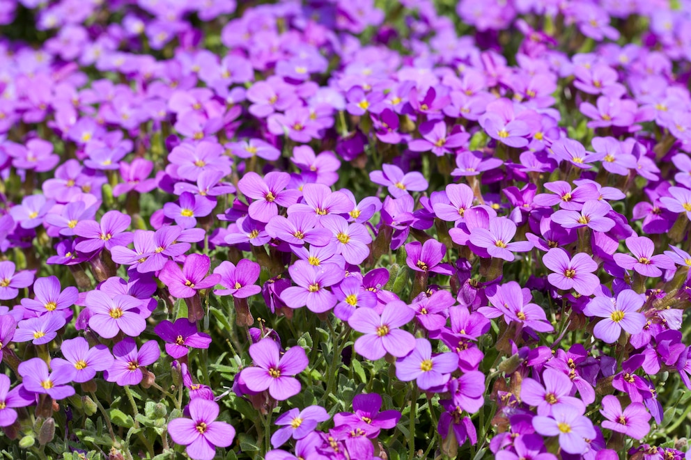 Frühblüher: Aubrieta