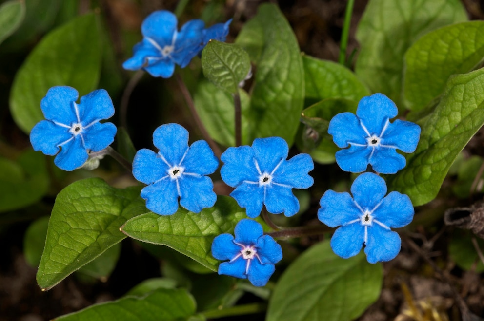 Blühende Schattenpflanzen: Gedenkemein, Omphalodes verna