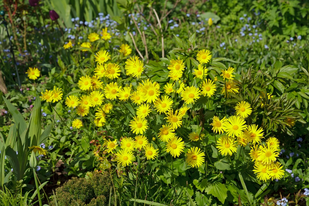 Frühblüher: Gemswurz, Doronicum orientale