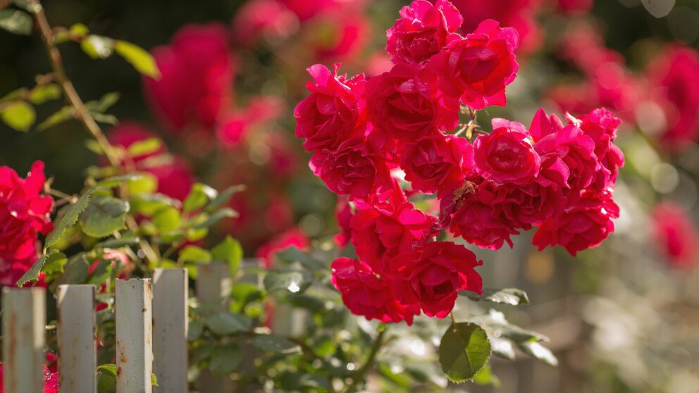 Rote Rosen im Garten