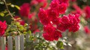 Rote Rosen im Garten