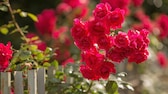 Rote Rosen im Garten