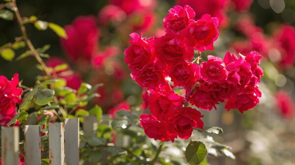 34+ Wann Sollte Man Rosen Im Frühjahr Düngen, Wir empfehlen rosen