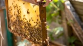 Imkern: Bienen und mit Honig gefüllte Waben