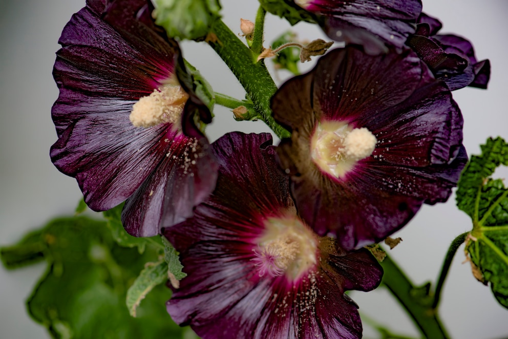 Schwarze Stockrose (Alcea rosea Nigra)