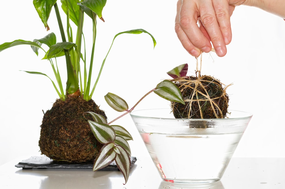 Kokedama: Zimmerpflanzen ohne Topf selbst machen