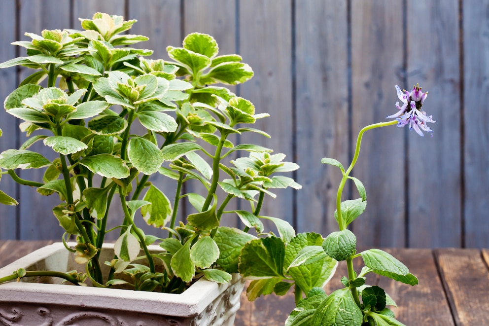 Verpiss-dich-Pflanze (Plectranthus caninus)