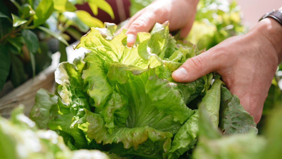 Ernte verschiedener Salatsorten