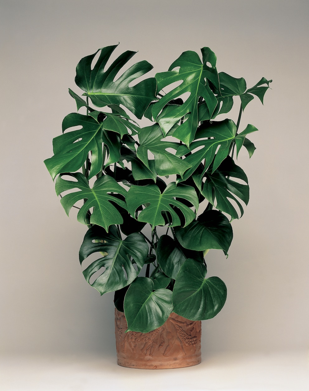 Pflegeleichte Zimmerpflanzen: Monstera