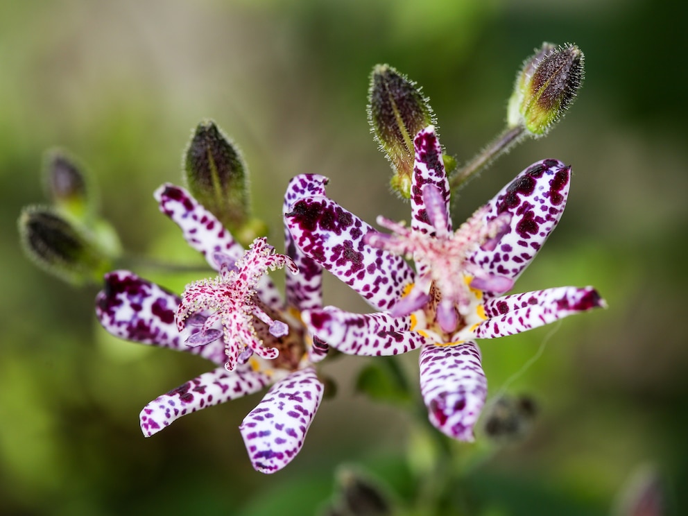 Blühende Schattenpflanzen: Krötenlilie (Tricyrtis)