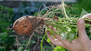 Frisch geerntete Süßkartoffel